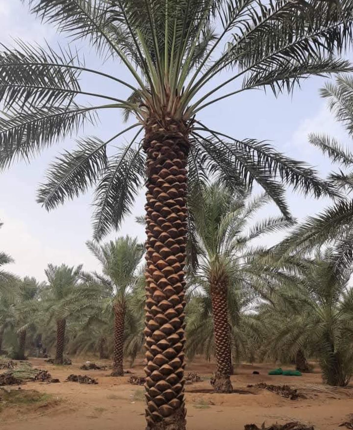 مشروع إبداع الأعمال للمقاولات